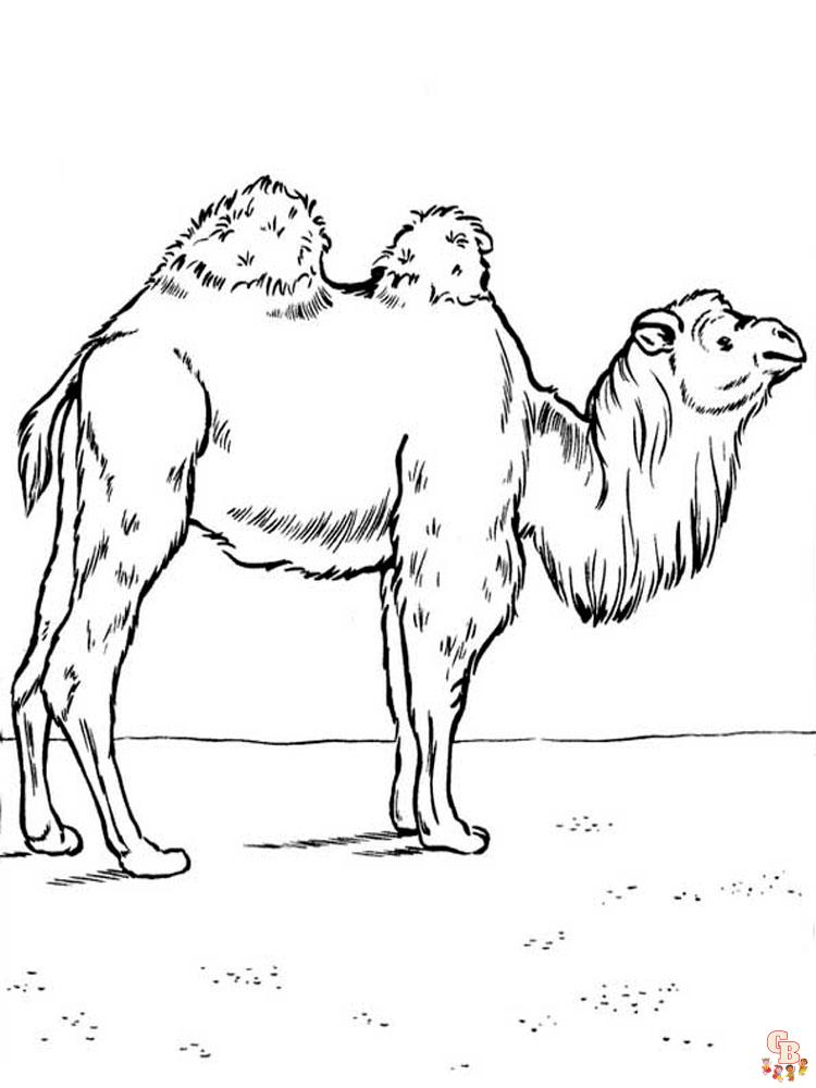 kameel kleurplaten 16