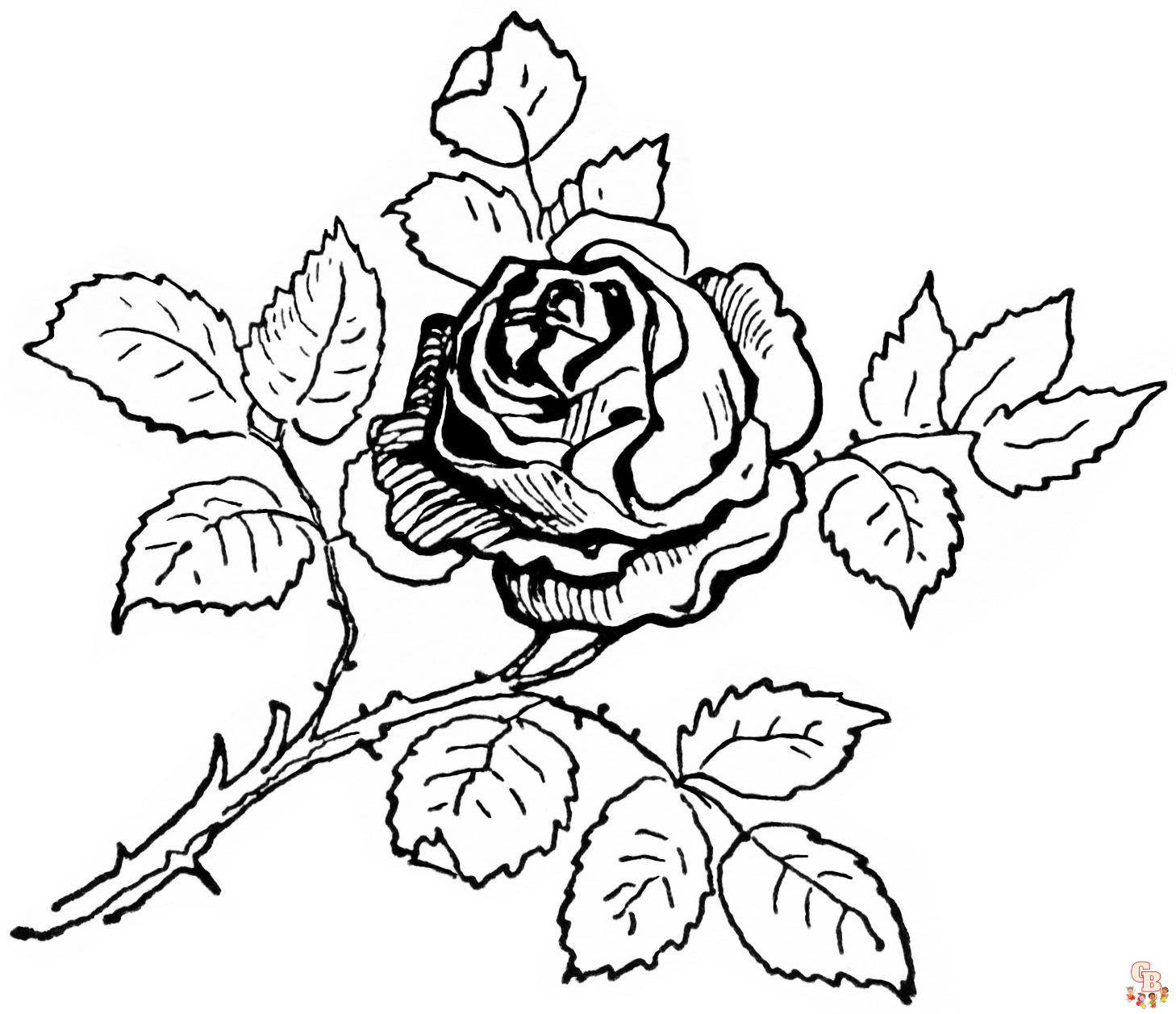 coloring rose pages