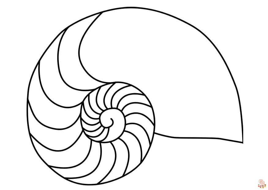schelp nautilus inktvis 27187